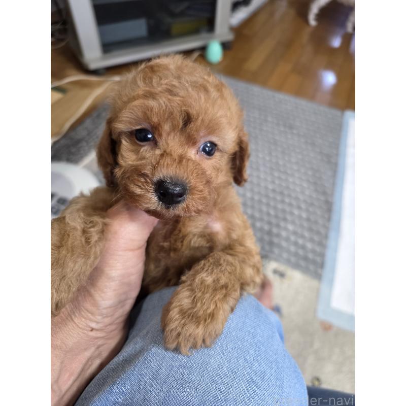 成約済の埼玉県のタイニープードル-418583の6枚目