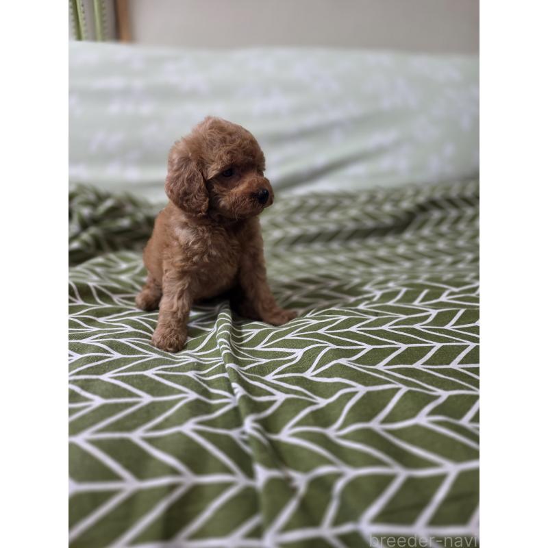 成約済の埼玉県のタイニープードル-418583の5枚目