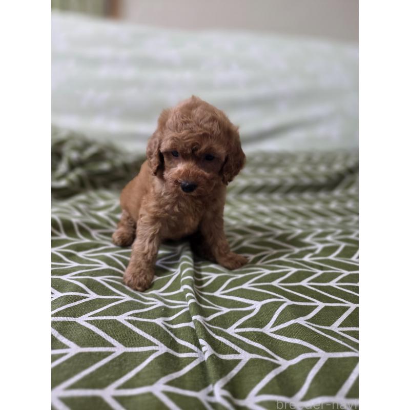 成約済の埼玉県のタイニープードル-418583の4枚目