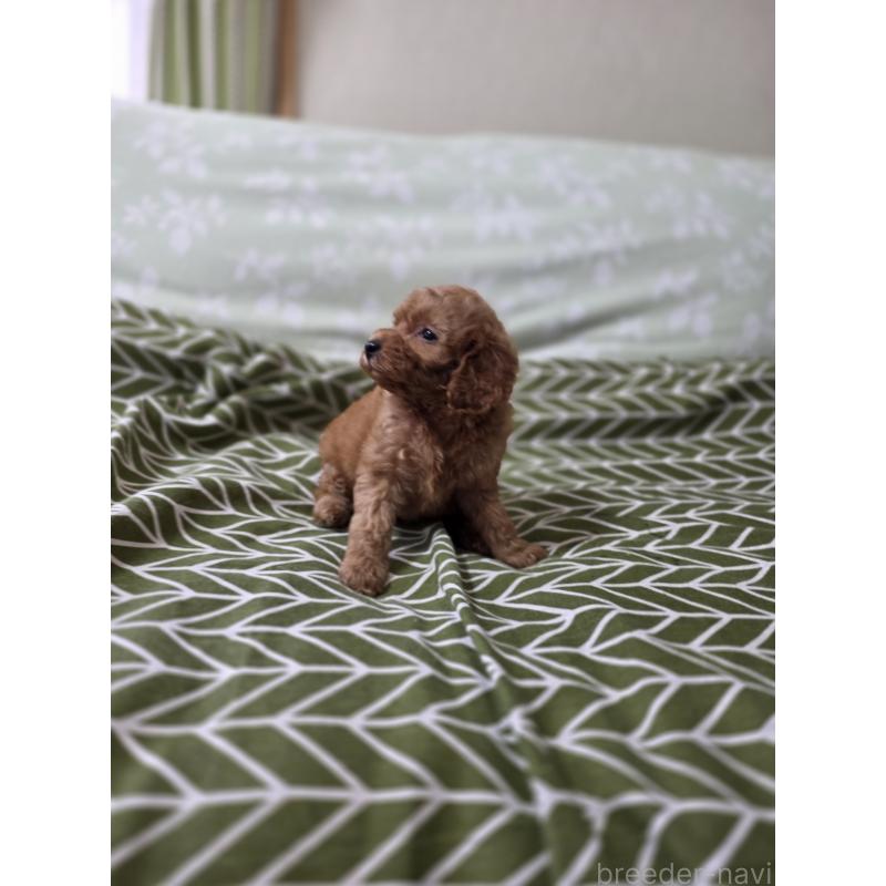 成約済の埼玉県のタイニープードル-418583の3枚目