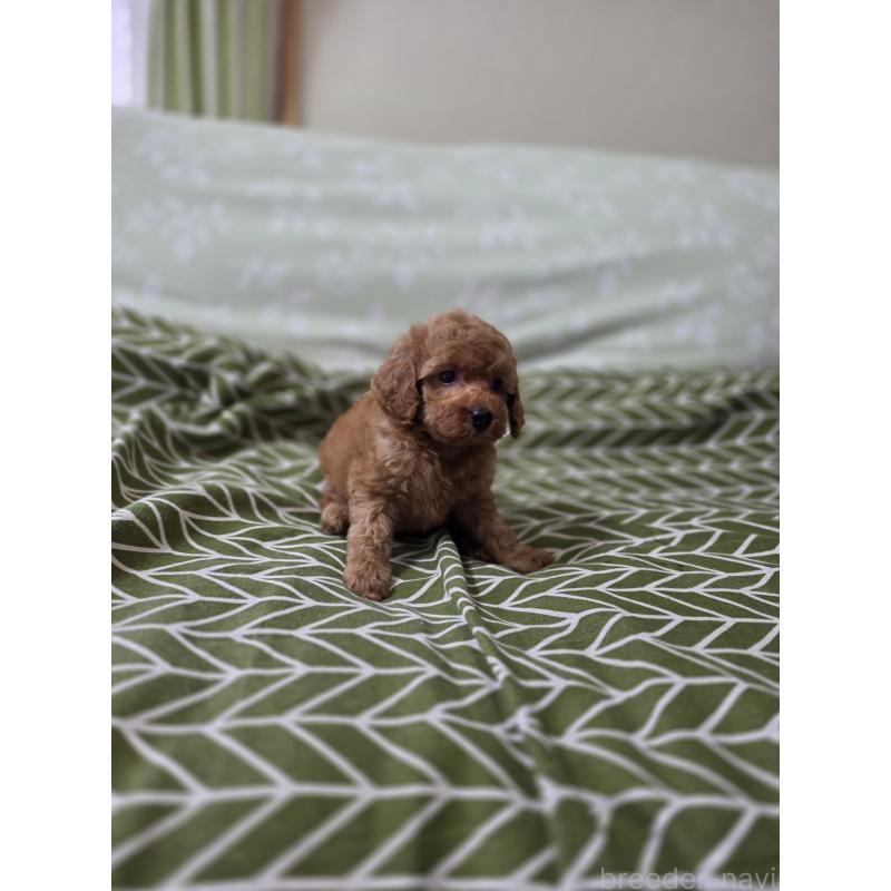 成約済の埼玉県のタイニープードル-418583の2枚目