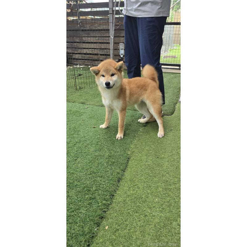 販売中の島根県の柴犬-418585の1枚目