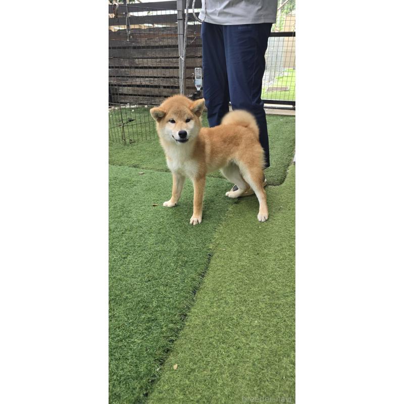 販売中の島根県の柴犬-418585の8枚目