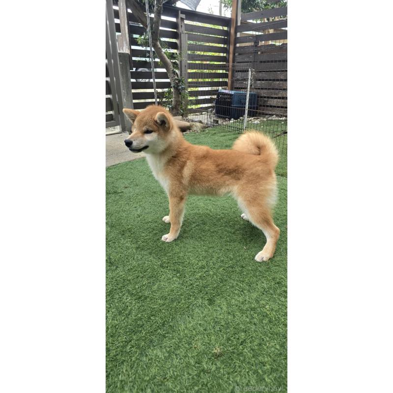 販売中の島根県の柴犬-418585の7枚目