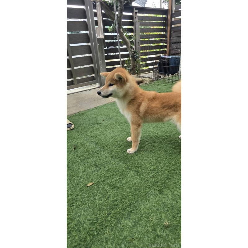 販売中の島根県の柴犬-418585の6枚目