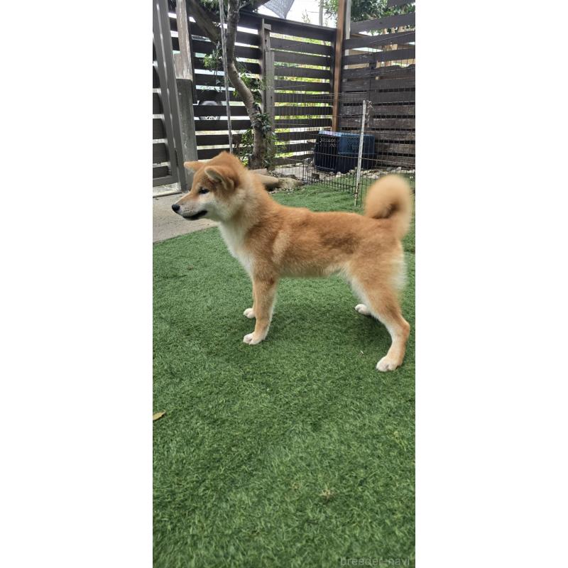 販売中の島根県の柴犬-418585の5枚目