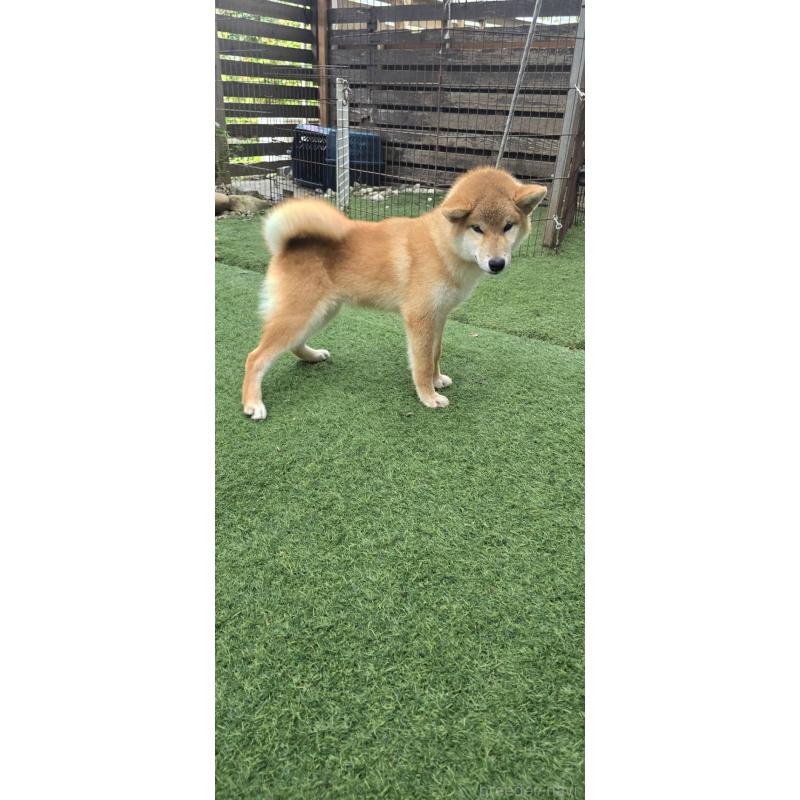 販売中の島根県の柴犬-418585の3枚目