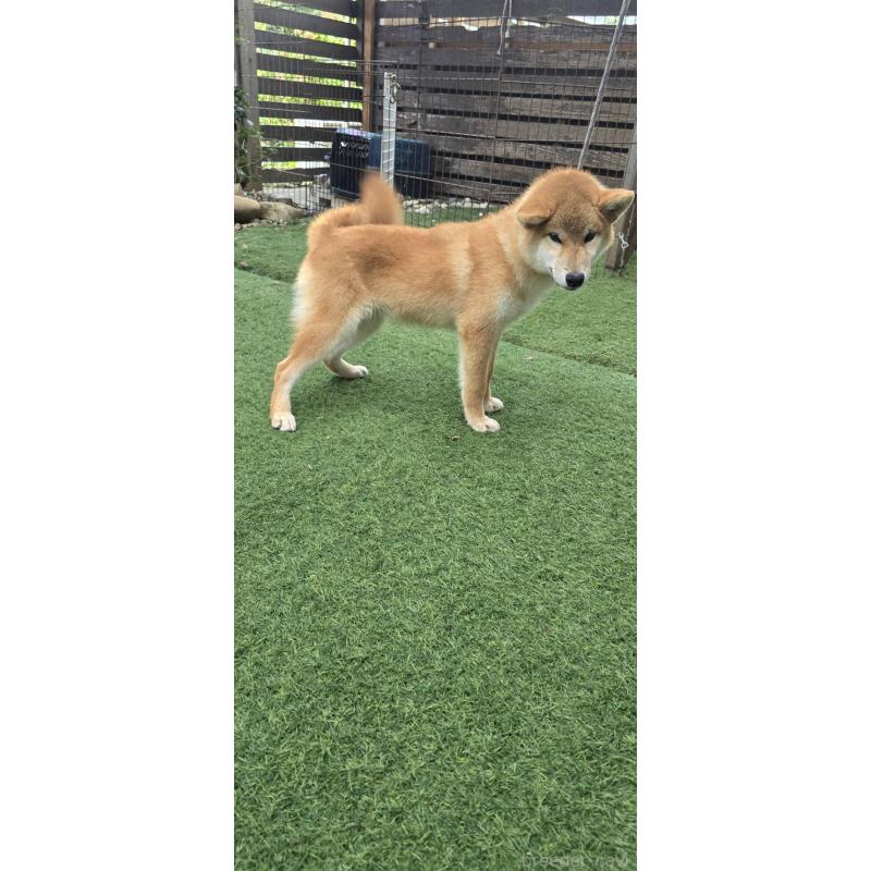 販売中の島根県の柴犬-418585の2枚目