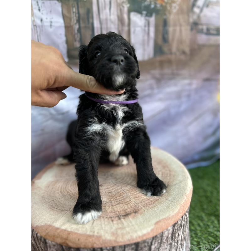 販売中の北海道のバーニードゥードル:バーニーズ×スタンダードプードル-415508の15枚目