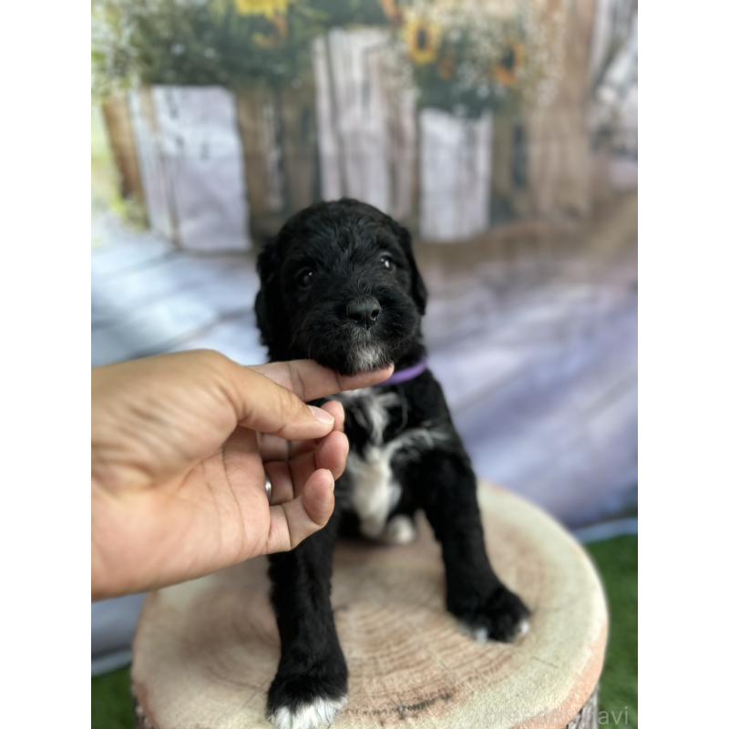 販売中の北海道のバーニードゥードル:バーニーズ×スタンダードプードル-415508の14枚目