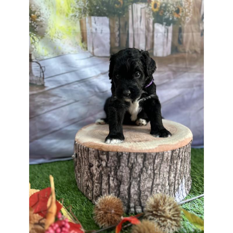 販売中の北海道のバーニードゥードル:バーニーズ×スタンダードプードル-415508の13枚目