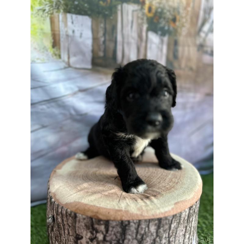 販売中の北海道のバーニードゥードル:バーニーズ×スタンダードプードル-415508の12枚目