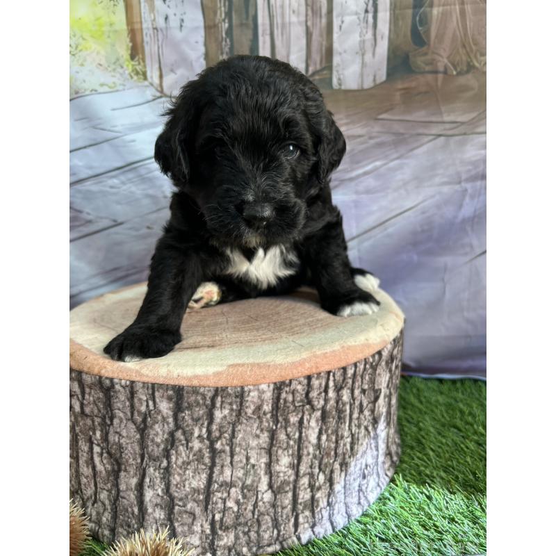 成約済の北海道のバーニードゥードル:バーニーズ×スタンダードプードル-415010の6枚目