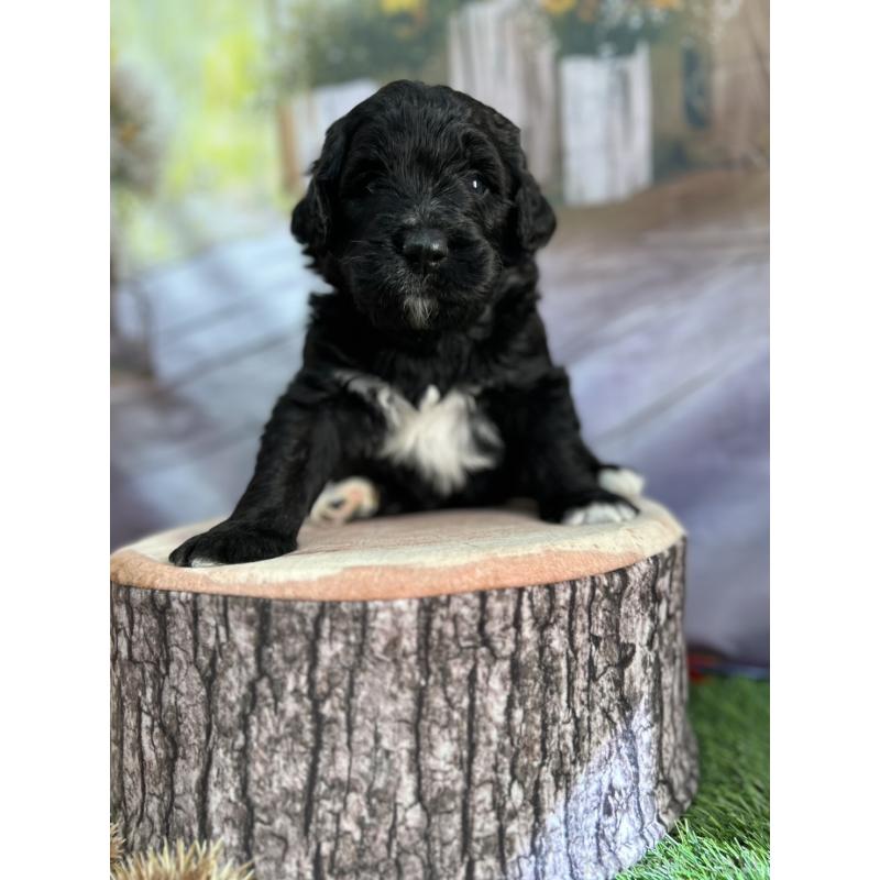 成約済の北海道のバーニードゥードル:バーニーズ×スタンダードプードル-415010の5枚目