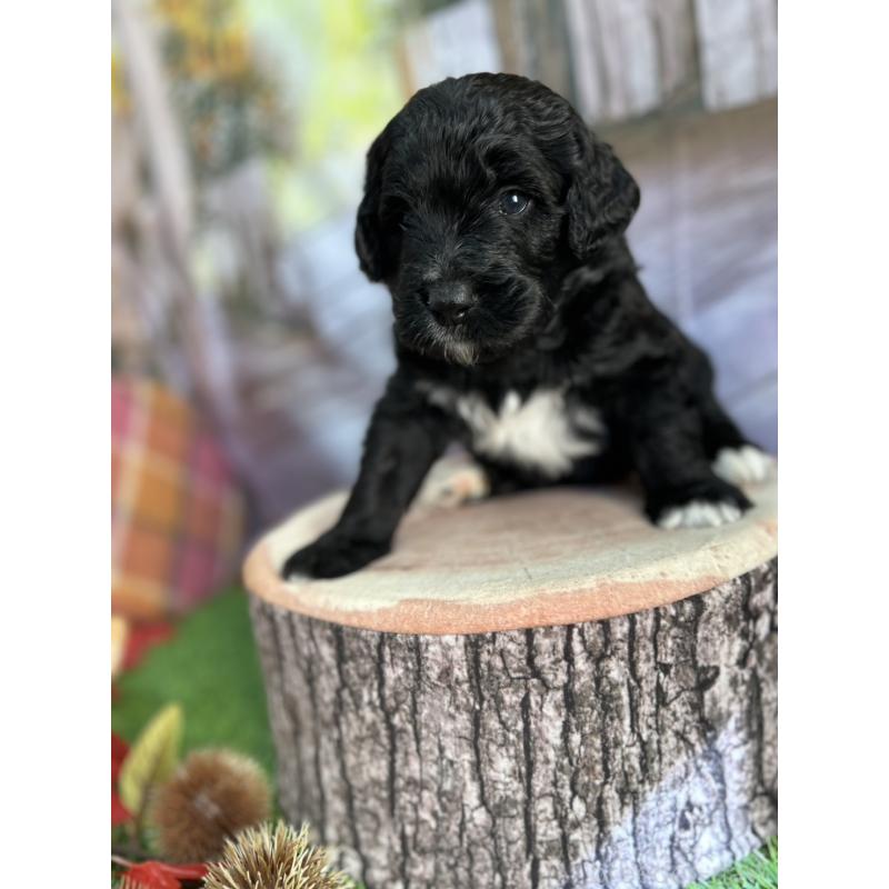 成約済の北海道のバーニードゥードル:バーニーズ×スタンダードプードル-415010の4枚目