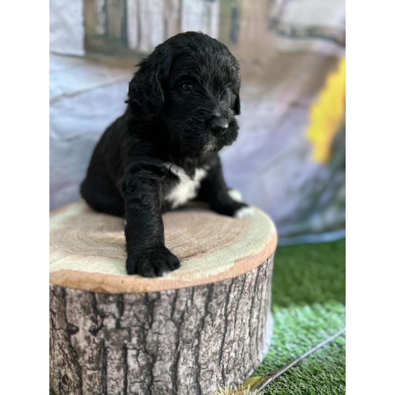 成約済の北海道のバーニードゥードル:バーニーズ×スタンダードプードル-415010の3枚目