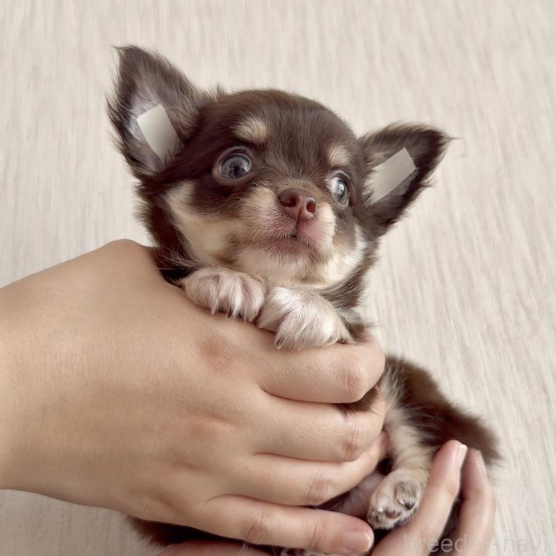 成約済の鹿児島県のチワワ(ロングコート)-416741の5枚目