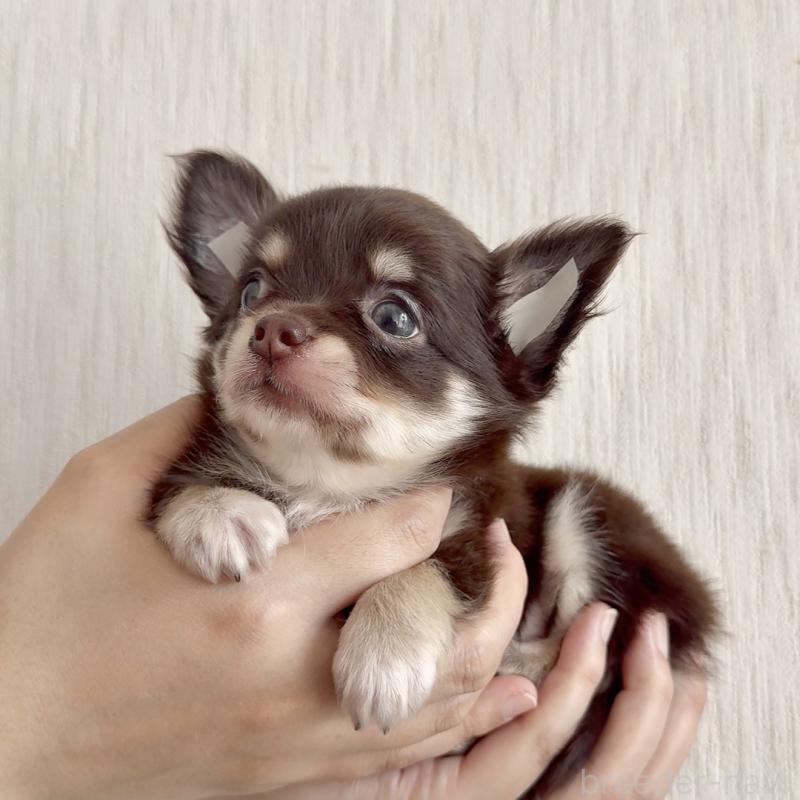 成約済の鹿児島県のチワワ(ロングコート)-416741の4枚目