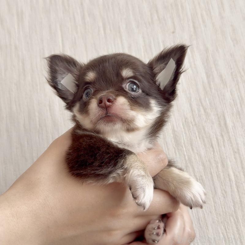 成約済の鹿児島県のチワワ(ロングコート)-416741の3枚目