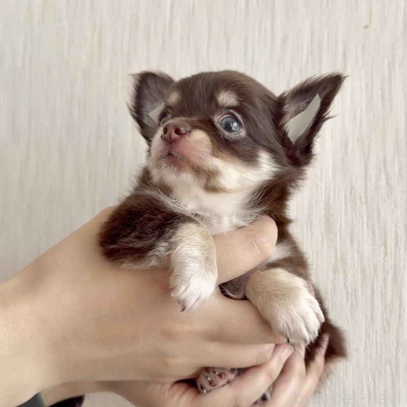 成約済の鹿児島県のチワワ(ロングコート)-416741の2枚目