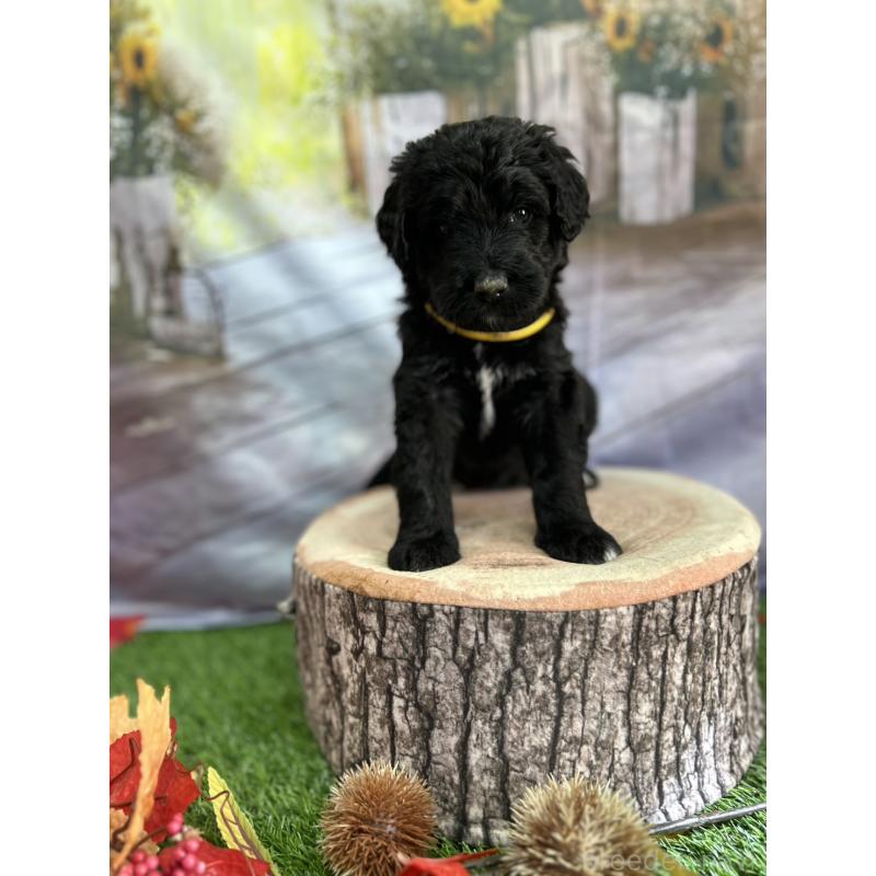 成約済の北海道のバーニードゥードル:バーニーズ×スタンダードプードル-415008の12枚目