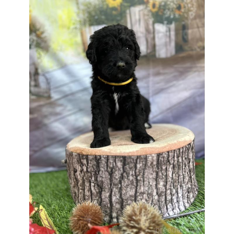 成約済の北海道のバーニードゥードル:バーニーズ×スタンダードプードル-415008の11枚目