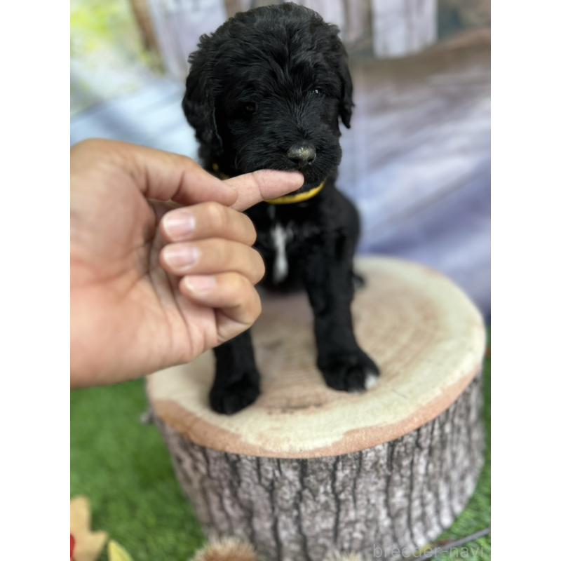 成約済の北海道のバーニードゥードル:バーニーズ×スタンダードプードル-415008の10枚目