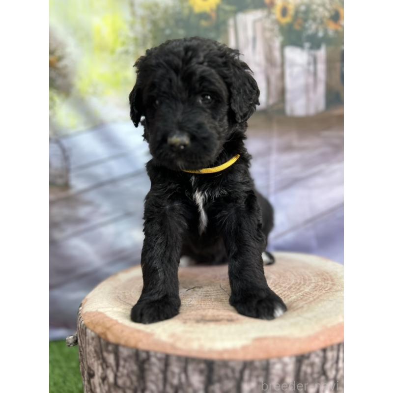 成約済の北海道のバーニードゥードル:バーニーズ×スタンダードプードル-415008の9枚目