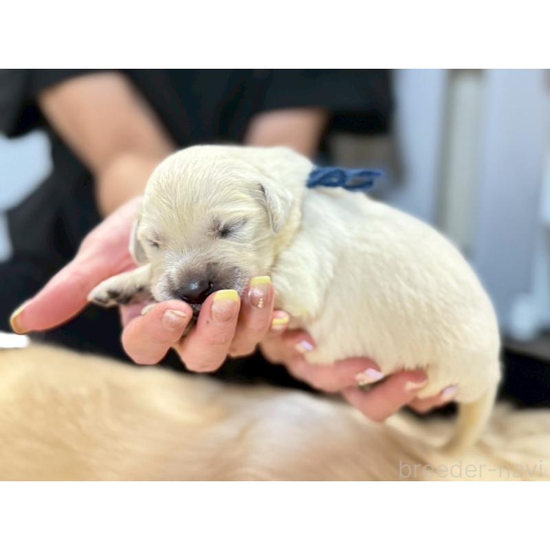 販売中の栃木県のゴールデンレトリーバー-418598の3枚目