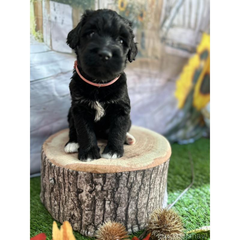 販売中の北海道のバーニードゥードル:バーニーズ×スタンダードプードル-415007の12枚目