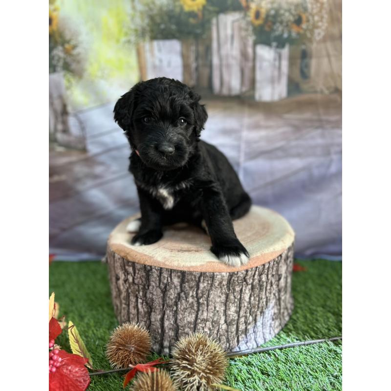 販売中の北海道のバーニードゥードル:バーニーズ×スタンダードプードル-415007の11枚目