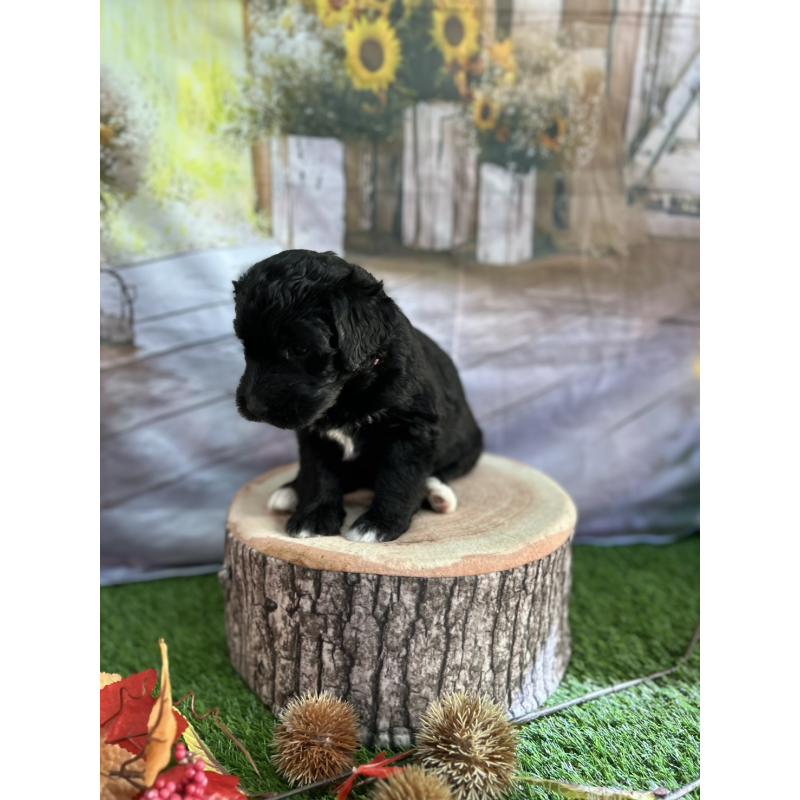 販売中の北海道のバーニードゥードル:バーニーズ×スタンダードプードル-415007の10枚目