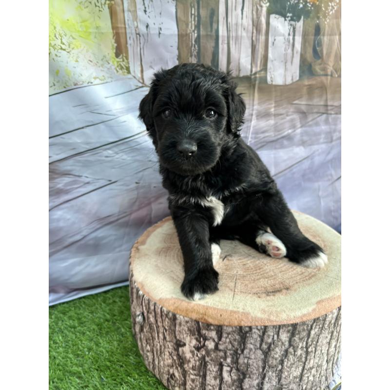 販売中の北海道のバーニードゥードル:バーニーズ×スタンダードプードル-415007の9枚目