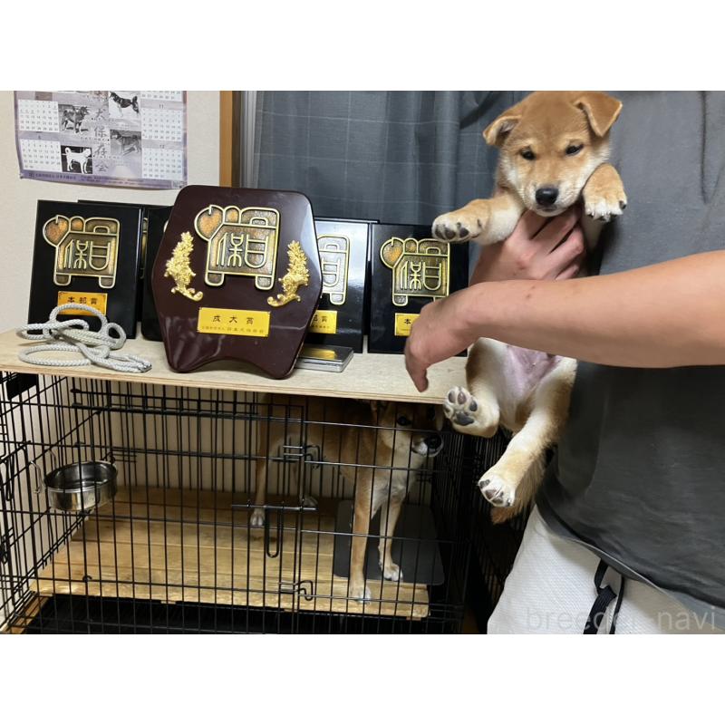 成約済の兵庫県の柴犬-413905の4枚目