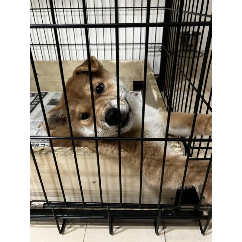 成約済の兵庫県の柴犬-413905の3枚目