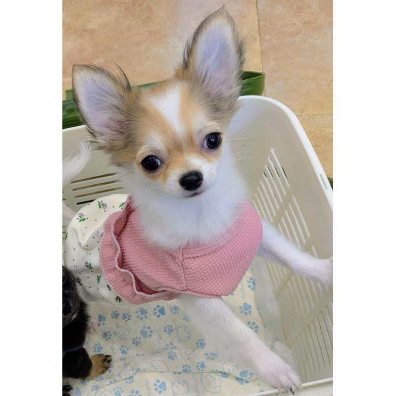 成約済の福井県のチワワ(ロングコート)-403055の4枚目