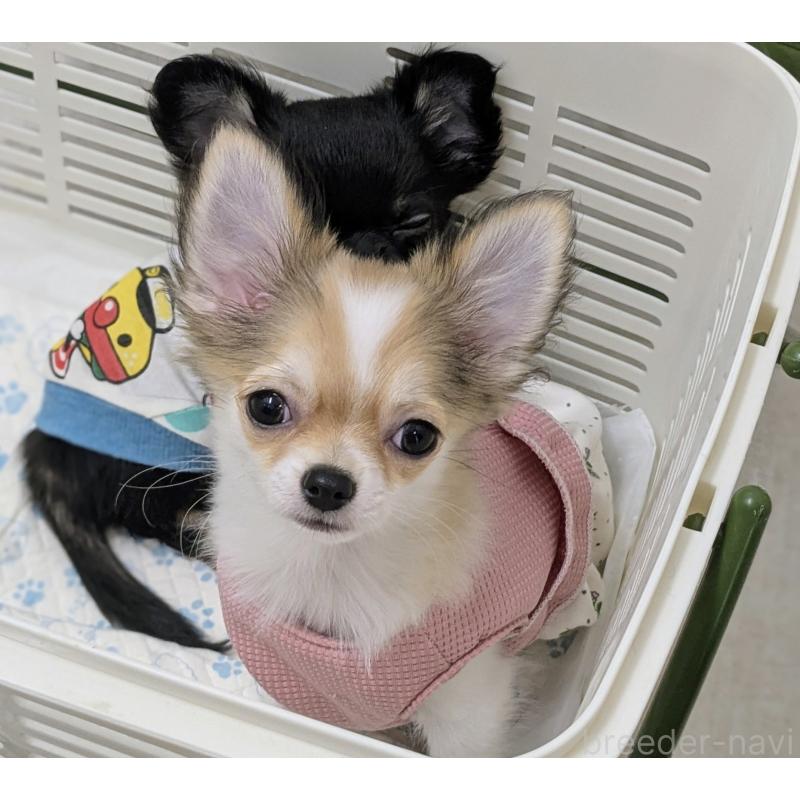 成約済の福井県のチワワ(ロングコート)-403055の3枚目