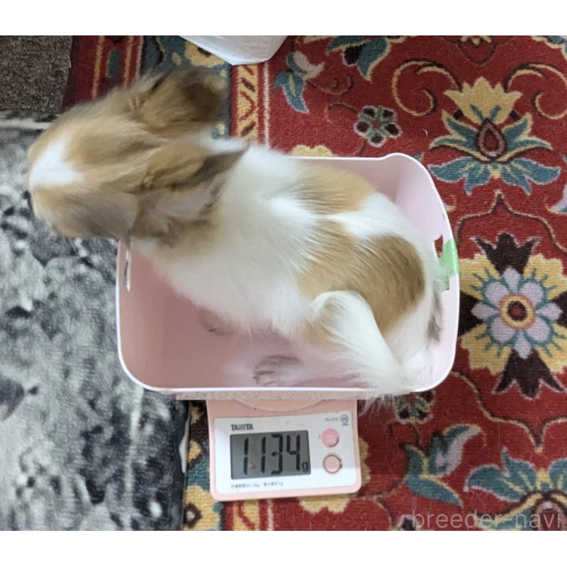 成約済の福井県のチワワ(ロングコート)-403055の2枚目