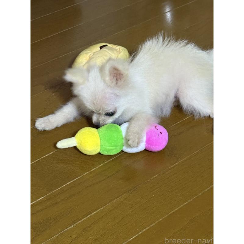 成約済の岩手県のポメラニアン-413115の5枚目