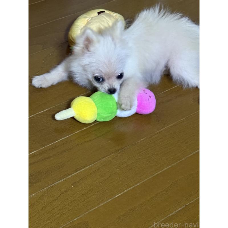 成約済の岩手県のポメラニアン-413115の3枚目