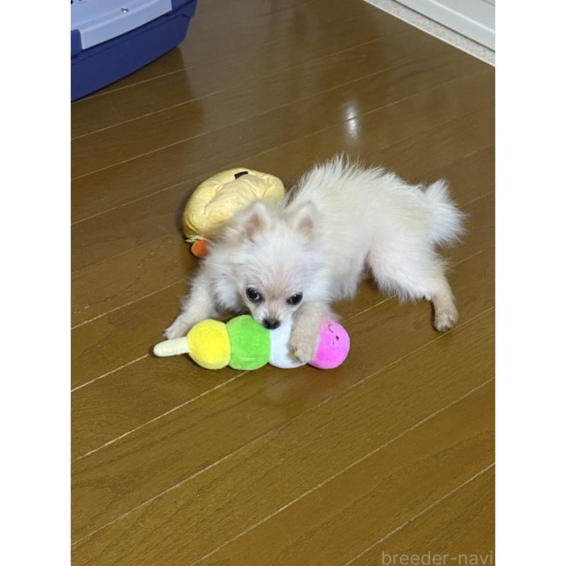 成約済の岩手県のポメラニアン-413115の2枚目