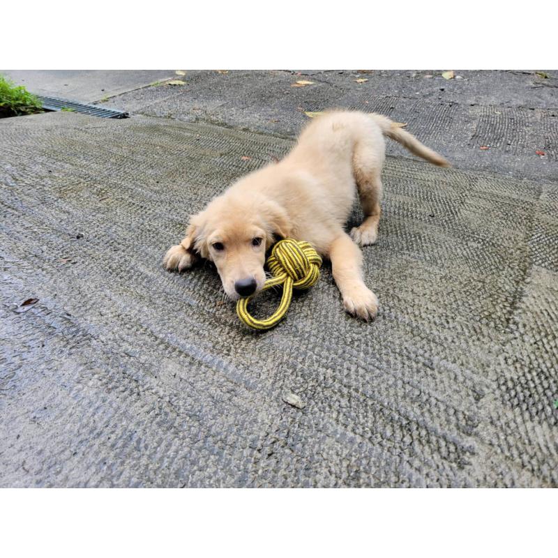 成約済の三重県のゴールデンレトリーバー-396133の6枚目