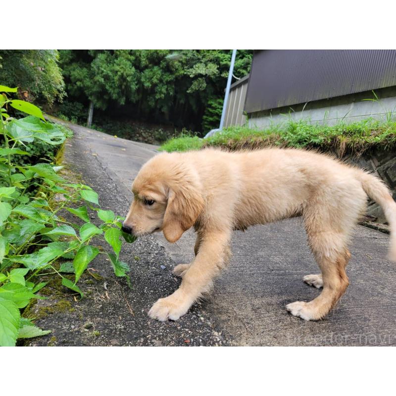 成約済の三重県のゴールデンレトリーバー-396133の5枚目