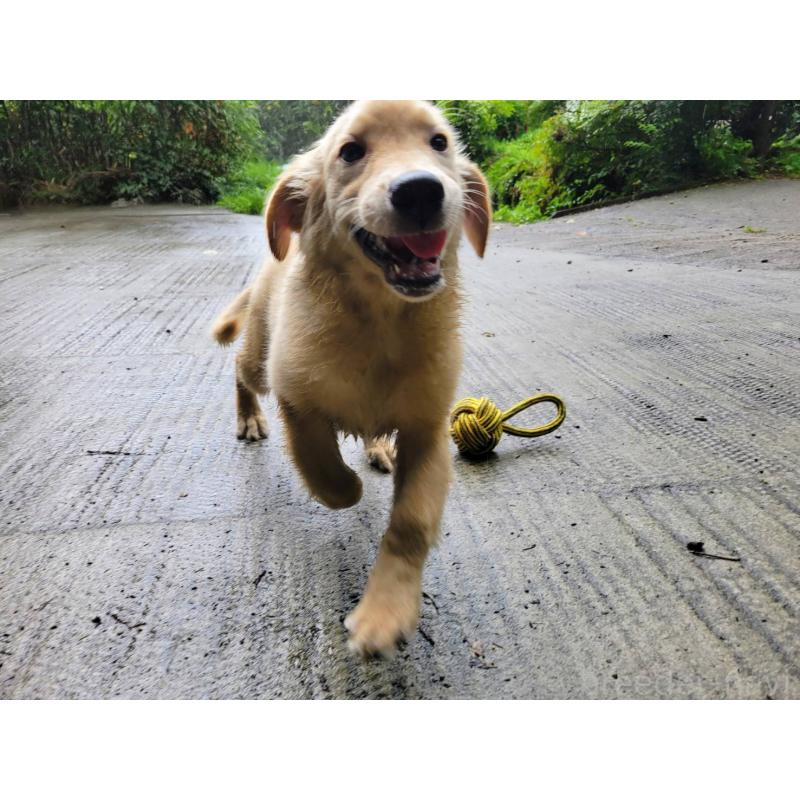 成約済の三重県のゴールデンレトリーバー-396133の4枚目