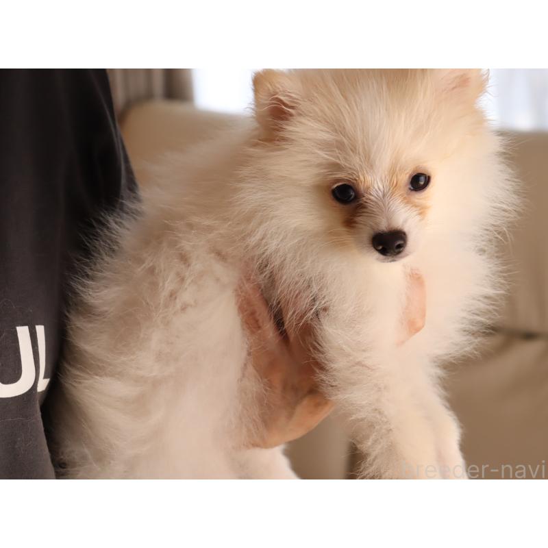 成約済の埼玉県のポメラニアン-408340の3枚目