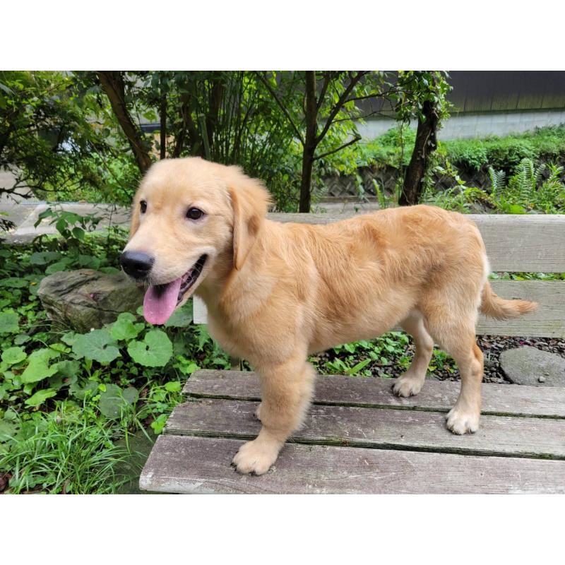 成約済の三重県のゴールデンレトリーバー-396177の4枚目