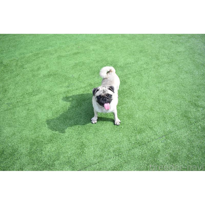 メイちゃん1枚目