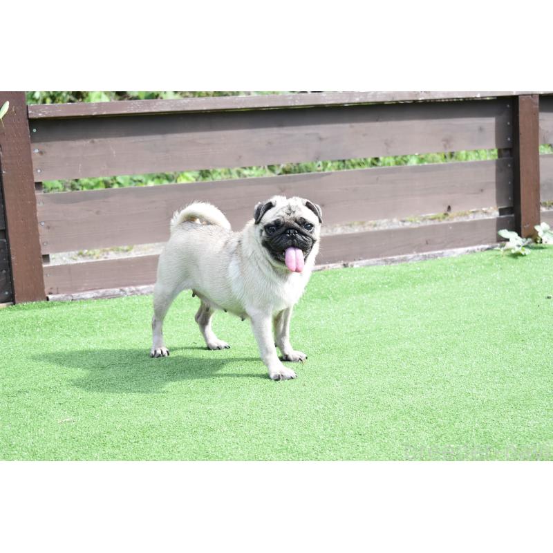 メイちゃん1枚目
