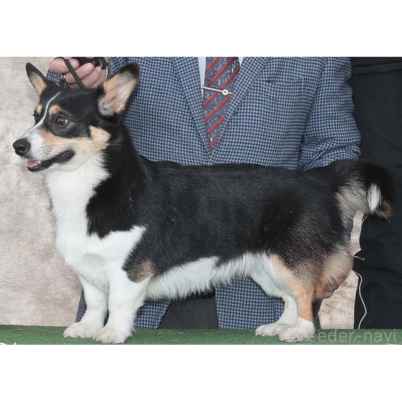 ロコちゃん1枚目