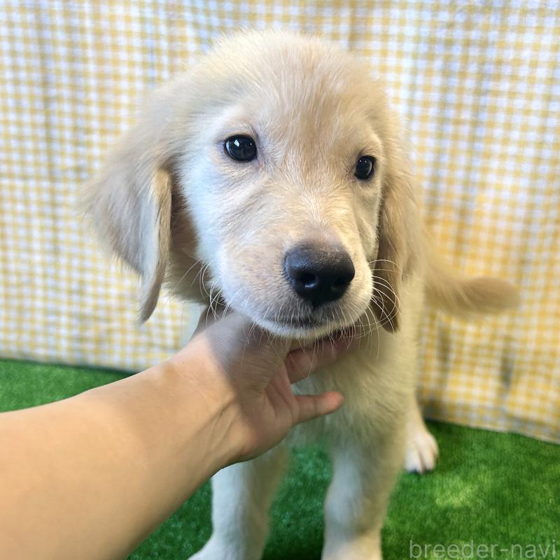 成約済の栃木県のゴールデンレトリーバー-413200の5枚目